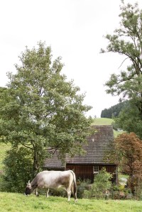 Reka Feriendorf Urnäsch: Grauvieh