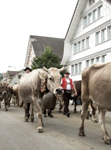 Alpabtrieb Urnäsch Appenzell