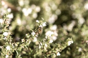 Biene im Bio-Hof in Urnäsch