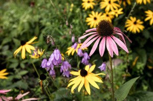 Bergblumen im Reka Feriendorf Urnäsch
