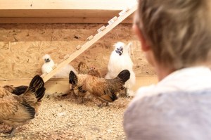 Hühner im Reka Feriendorf Urnäsch