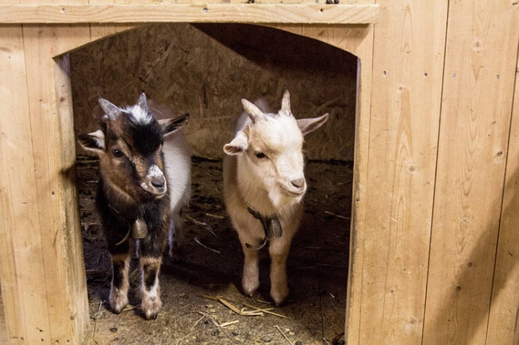 zicklein-reka-fereindorf-urnaesch