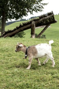 Baby-Ziege im im Reka Feriendorf Urnäsch
