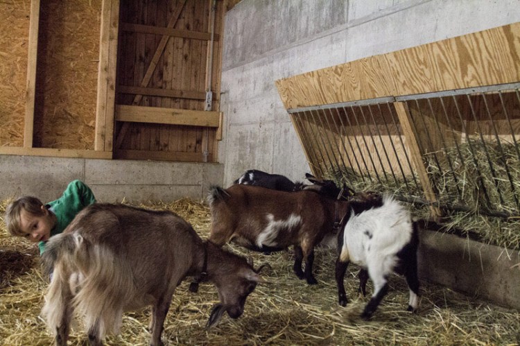 Ziegen im Reka Feriendorf Urnäsch