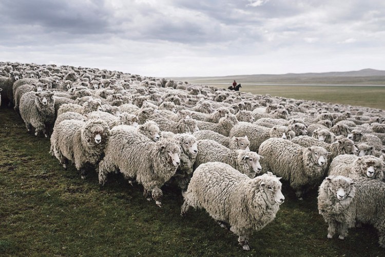schafe-schafe-wolle-gots-patagonien-armedangels.jpg