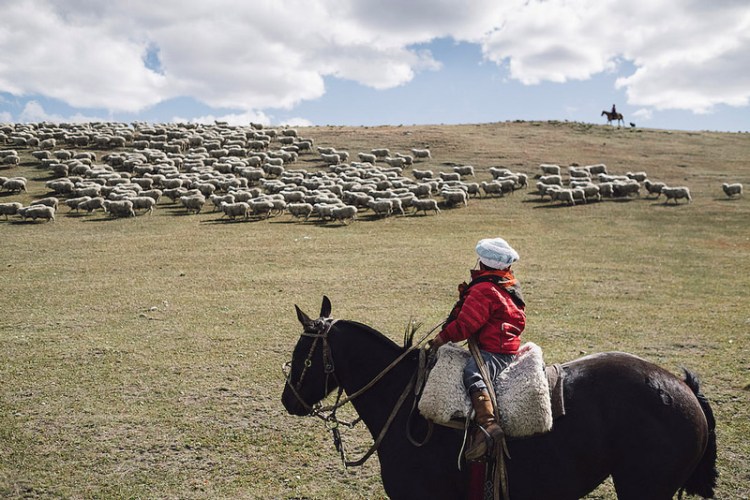 schafe-wolle-gots-patagonien-armedangels-weite