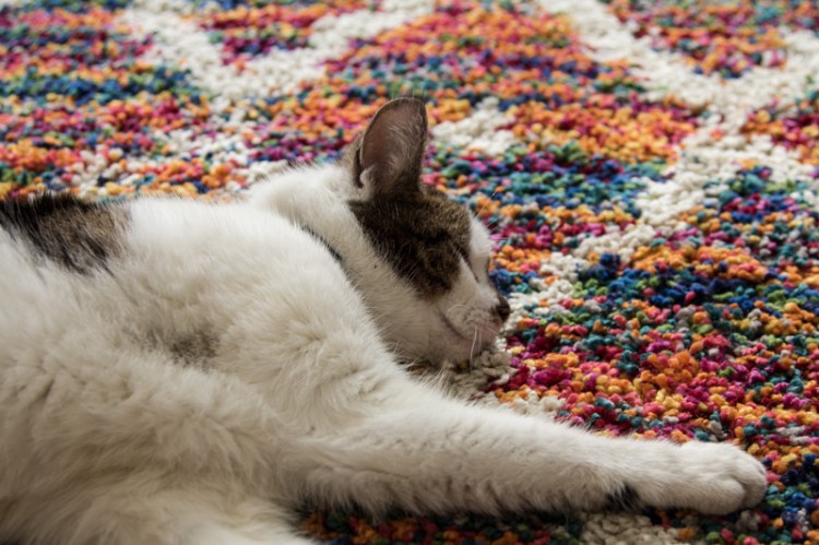 katze-teppich-bunt-wayfair