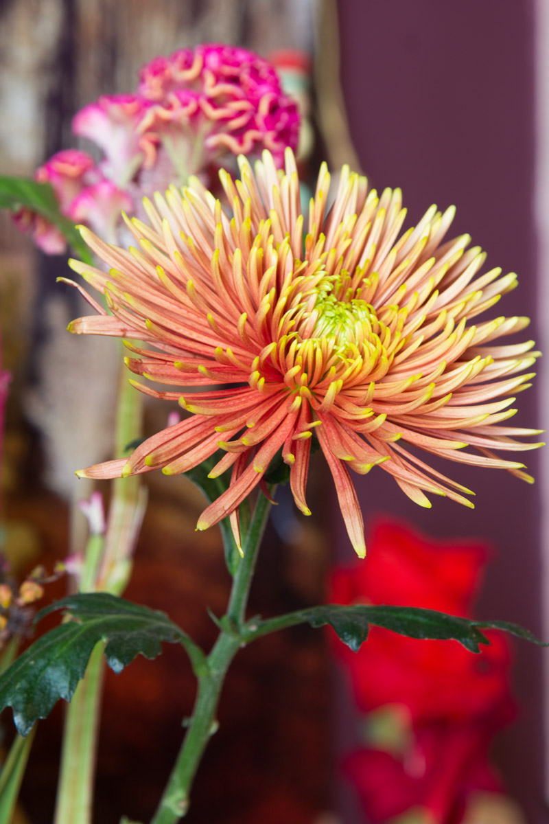 chrysantheme-bloomon