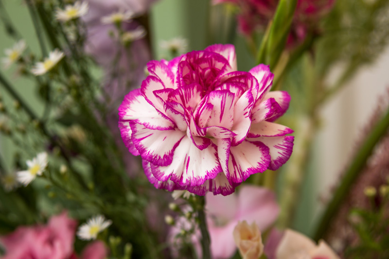 Zweifarbige Nelke von Bloomon